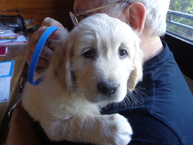 Du Roquairol - IL N4Y A PLUS DE CHIOT DISPONIBLE